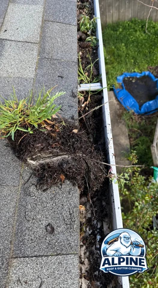 Thick mat of wet debris, roots, and grass pulled out of a clogged gutter and set on the roof shingles.