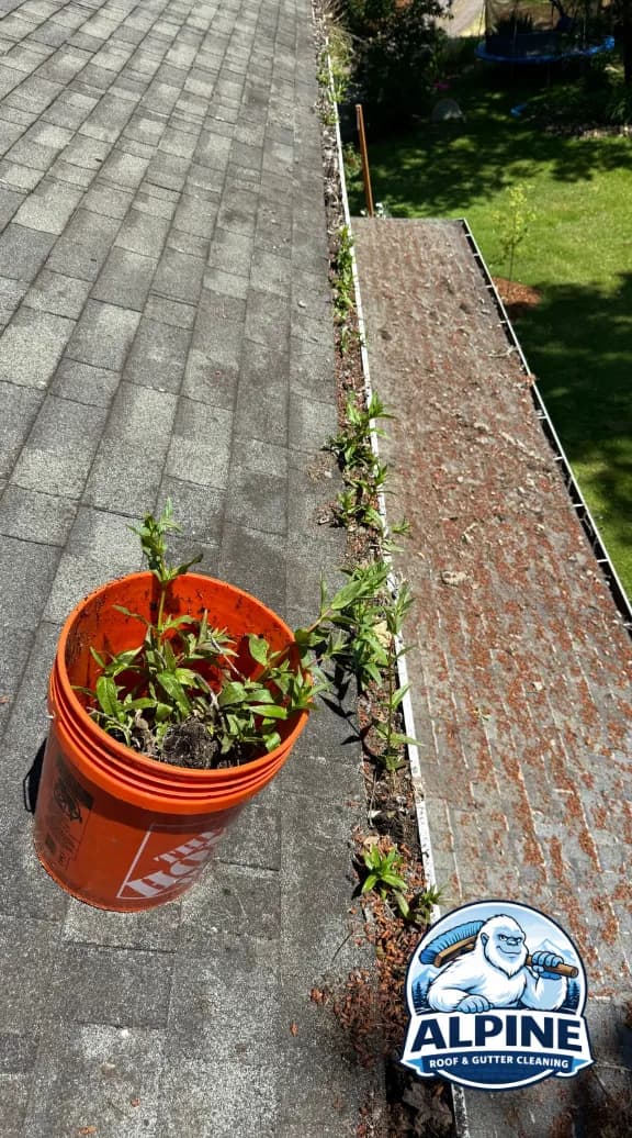 Weeds growing along a gutter, next to an orange bucket filled with weeds already pulled from it.