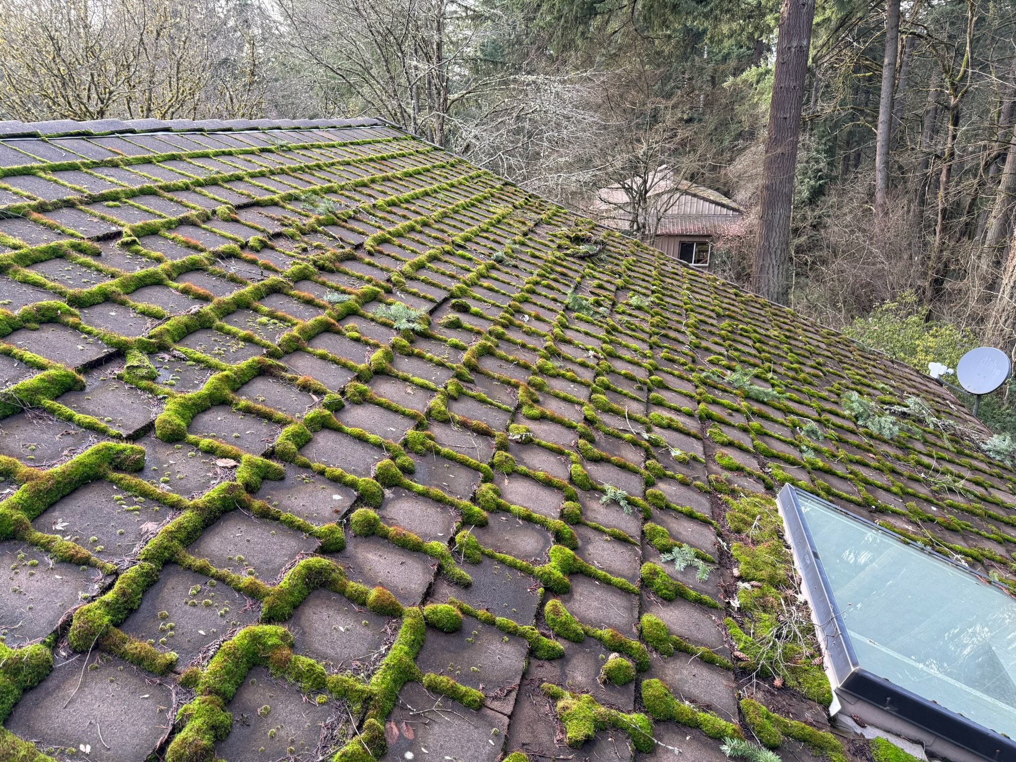 Heavy moss growth covering a concrete tile roof with skylight before professional cleaning in Clark County WA