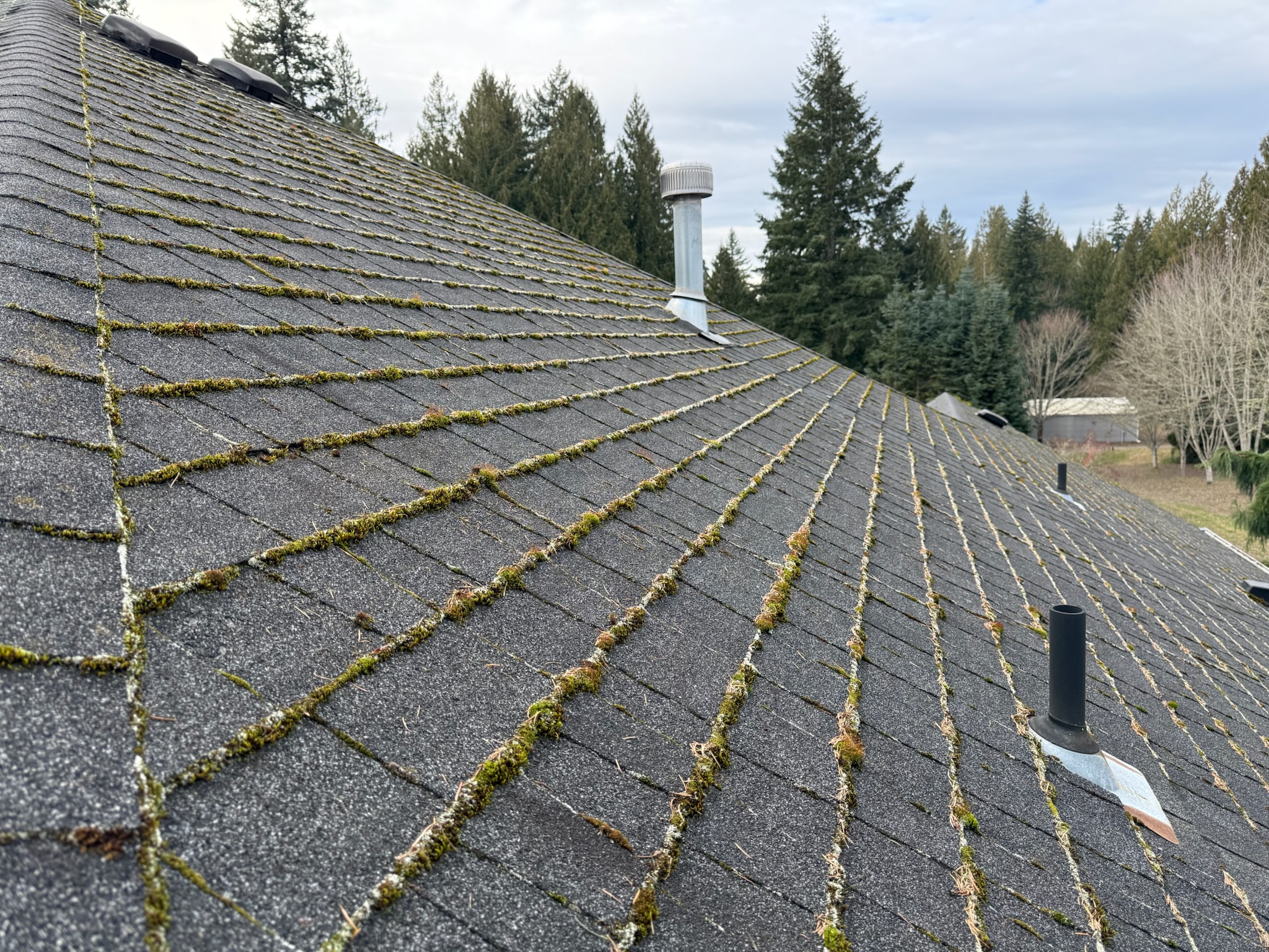 Dark asphalt shingle roof heavily covered in green moss with vent pipe before cleaning service