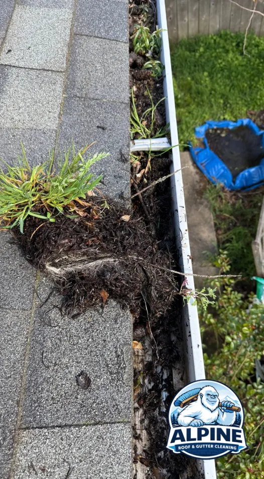 Thick mat of wet debris, roots, and grass removed from a clogged gutter